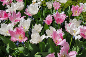 2025-04-27 Ausflug Zaandvoort u. Keukenhof 