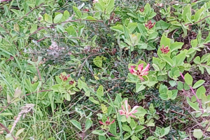 IMG-20260618-WA0010
