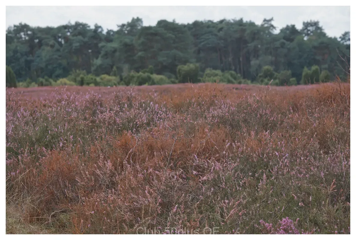 RAD_8247