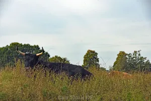 floss1_15