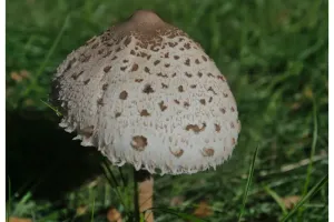 DF0_0535