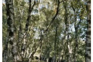 DF0_0536